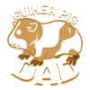 Guinea Pig Dad