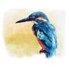 kingfisher