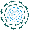 Hammerhai Circle