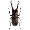 Kaefer insecte coléoptère