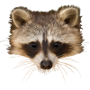 racoon