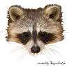 racoon