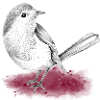 Red Bird Sparrow