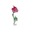 rose