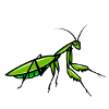 Insect