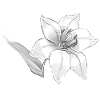 Lily