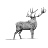deer