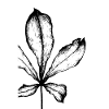 leaf poster