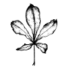 Aesculus