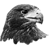 Eagle, Falcon, Falconry Bird of Prey, Grey