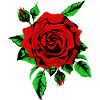Red Rose