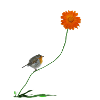 Rotkehlchen mit Blume