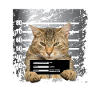 Katze