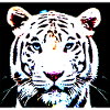 White Tiger