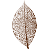 blad blad blader treet natur skogens dyr skjelett