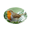 Rotkehlchen