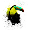 Toucan