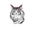 Maine Coon maman Miaw!