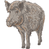 Boar