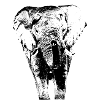 Elefant1