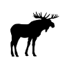 Moose are beautiful animals