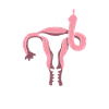 Uterus shows middle finger