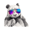 Cool Panda with Sunglasses