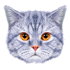 Cat Head Cat Face Blue