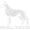 519 Malinois