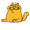 Cat yellow