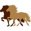 Icelandic horse