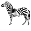 TIGER PONY