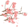 Cherry blossom