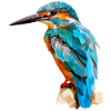 kingfisher