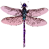 Dragonfly Dragonfly