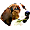 Finnish Hound