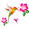 Bunter Kolibri im Hibiskusduett