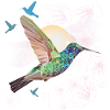 Kolibri