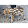 Uusi villisika (Sus scrofa) metsässä