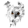 hibou