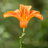 Lily flower (Lilium) orange