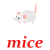 mouse