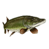 Brochet 3