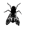Fly