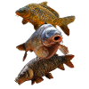 Gang de carpes