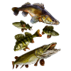 Gang de carnassiers