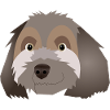 Havanese Bichon - Jypsie