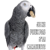 Gabon grey