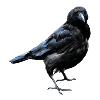 The crow