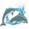 DOLPHINS WITH ACQUASPLASH